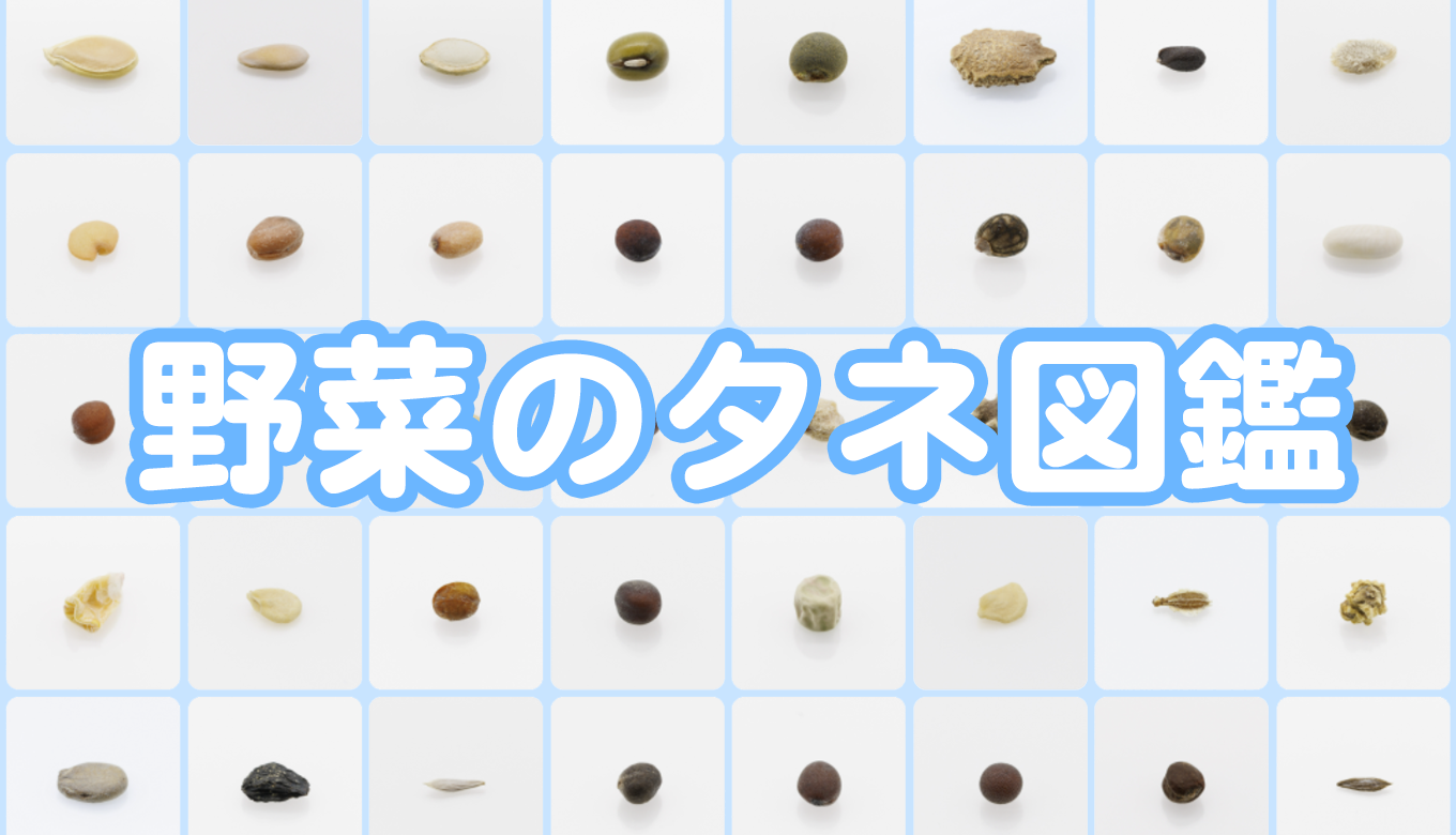 野菜のタネ図鑑 高精細写真で見る野菜毎の種子の特徴