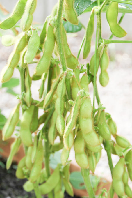 収穫適期の枝豆