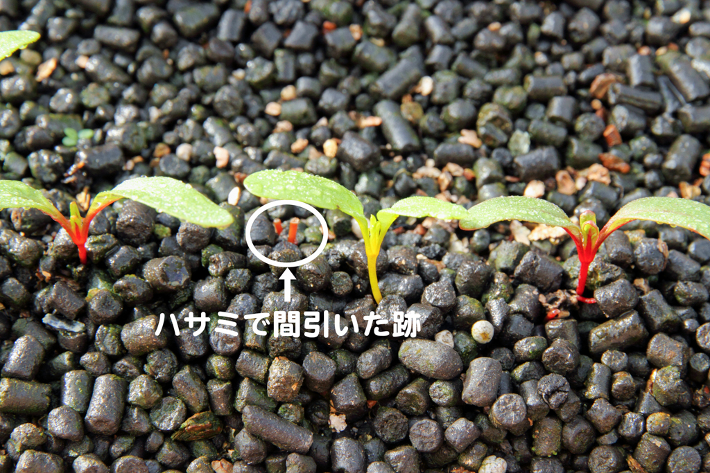 野菜の間引きのコツ:2つの方法と3つのポイント