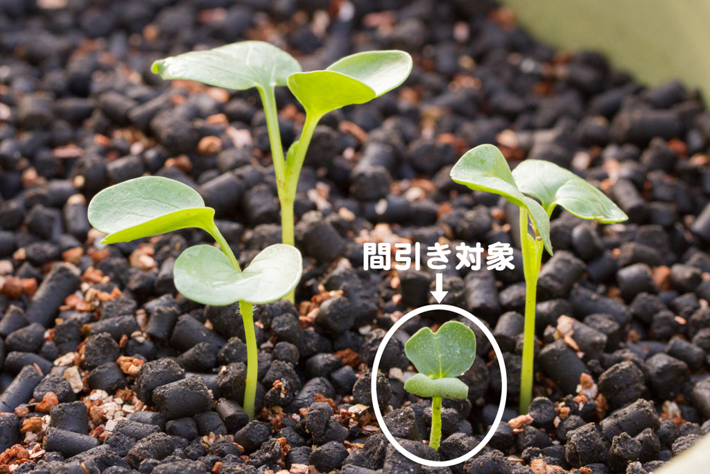 ボルト 間引き: ボルト 間隔 決め方 – BREQ