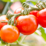 中玉トマトの育て方・栽培方法