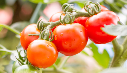 中玉トマトの育て方
